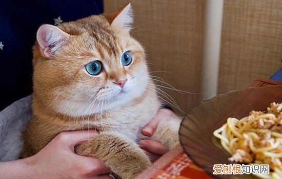 猫吃什么容易中毒 猫吃什么会中毒,猫吃什么会食物中毒,猫不能吃什么东西