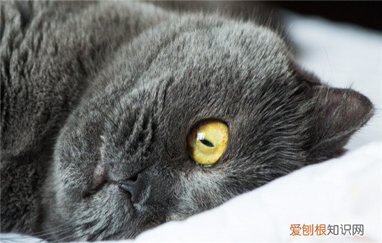 猫咪便秘有哪些原因 猫便秘是什么原因,猫便秘是怎么回事,猫为什么会便秘