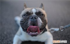 狗狗得钩虫病的症状 钩虫病会导致狗狗昏迷死亡