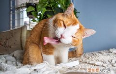 薄荷怎么喂猫 猫薄荷能每天喂食吗,如何正确使用猫薄荷,猫薄荷的正确使用方法