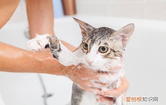 如何让猫洗澡不害怕 怎么让猫不抗拒洗澡,怎么让猫喜欢洗澡,怎么让猫乖乖洗澡