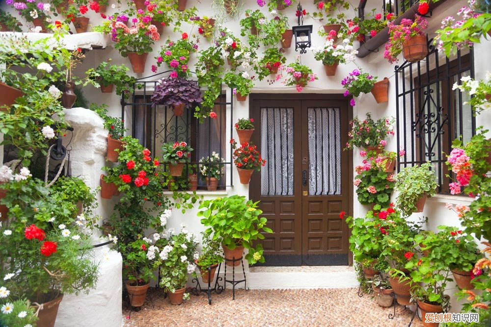 铁甲球几天浇一次水好 铁甲球几天浇一次