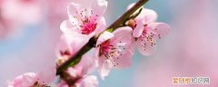 越南春节摆桃花是什么意思 越南春节摆桃花的寓意