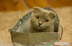 为什么猫咪喜欢钻箱子 猫为什么喜欢钻箱子,猫为什么喜欢钻盒子,猫为什么爱钻盒子