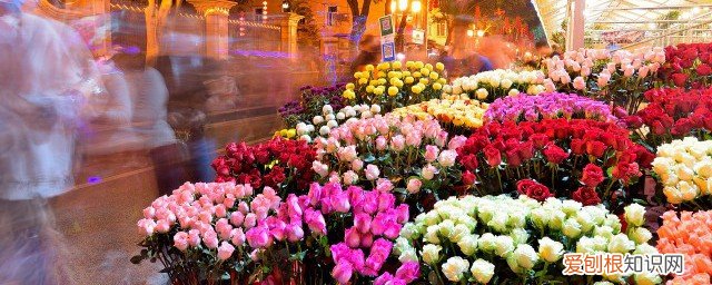 春节摆什么盆栽好看 适合家中春节摆放的植物