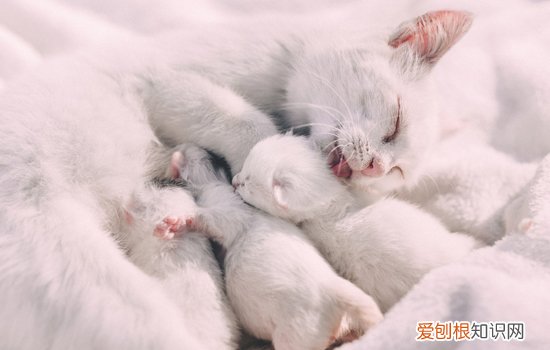 二周的小猫咪怎么喂养 小2周奶猫怎么养,2周的小猫怎么排便,2周大的小猫怎么养