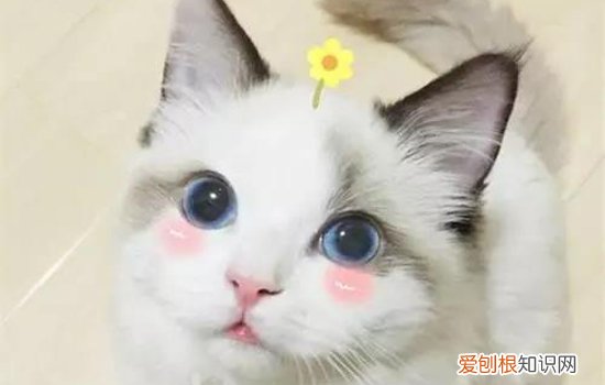 刚抱回来的小奶猫怎么养 刚接回的小奶猫怎么养,刚到家的小猫怎么养,小奶猫刚到家怎么照顾