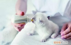 长了牙的小奶猫怎么养,长了牙的小猫能吃肉吗,长了牙齿的幼猫吃什么