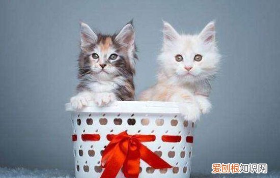 小奶猫养不活的原因 小奶猫为什么养不熟,猫养了一年多也不亲,小猫为什么养不熟