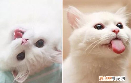 养小奶猫要准备什么 养小奶猫需要什么东西,养小奶猫需要买什么,养小奶猫需要什么