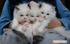 两个星期的小奶猫怎么养 怎样养2个月大的小奶猫,2个月的小猫怎么喂养,2个月的小奶猫怎么养