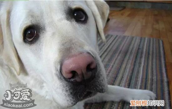 狗狗犬窝咳怎么检查 狗狗犬窝咳怎么治疗