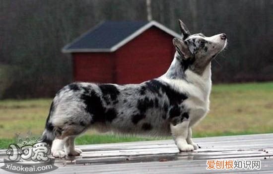 狗狗贫血了怎么办 狗狗贫血有什么症状