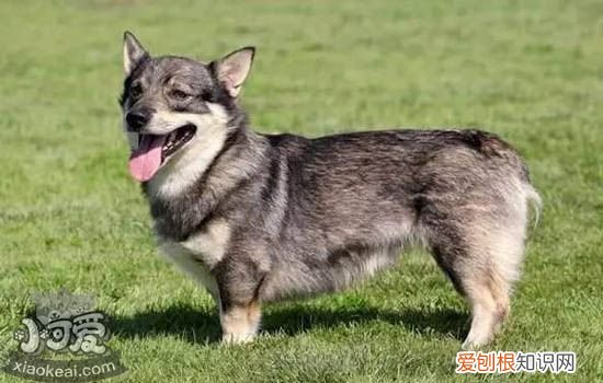 狗狗贫血了怎么办 狗狗贫血有什么症状