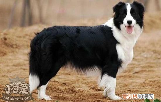 狗绝育好不好 绝育是对狗狗最深沉的爱