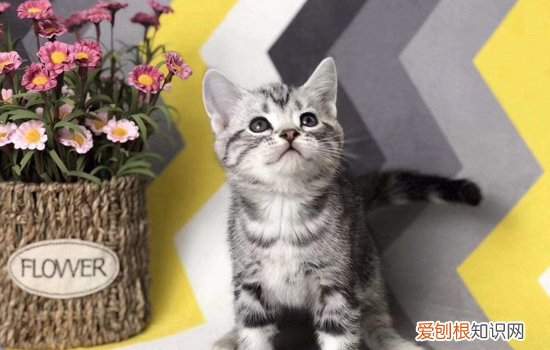 养小奶猫需要准备什么东西,养小奶猫需要准备什么,养小奶猫需要什么东西