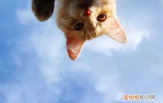 养小奶猫需要准备什么东西,养小奶猫需要准备什么,养小奶猫需要什么东西