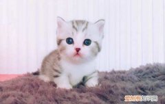 两三天的小奶猫怎么养 3个月小奶猫怎么养,三个月小奶猫怎么养,3个月的小奶猫怎么养