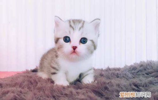 两三天的小奶猫怎么养 3个月小奶猫怎么养,三个月小奶猫怎么养,3个月的小奶猫怎么养