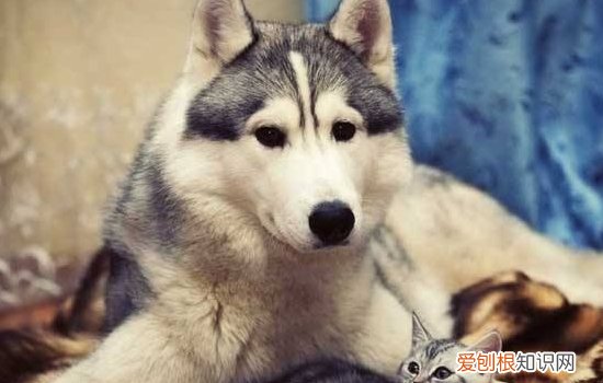 犬眼虫病 犬眼虫病该如何治疗