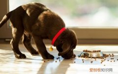 犬蠕形螨病怎么治疗 犬蠕形螨病预防需要到位！