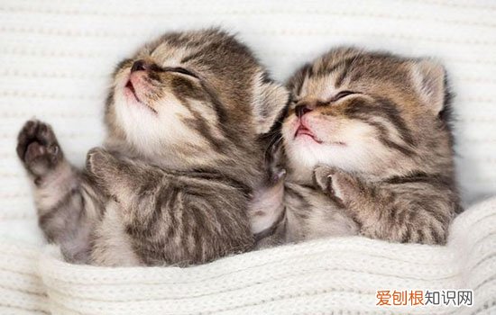 养小猫咪需要准备什么 养小奶猫需要什么,养小猫需要准备什么,养小猫要准备哪些东西