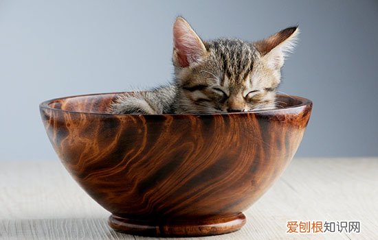 养小猫咪需要准备什么 养小奶猫需要什么,养小猫需要准备什么,养小猫要准备哪些东西