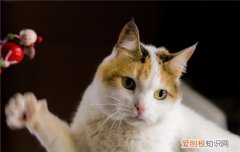 被猫咬了要怎么消毒 被猫咬了怎么办,被猫咬了怎么处理伤口,被猫咬了怎么消毒