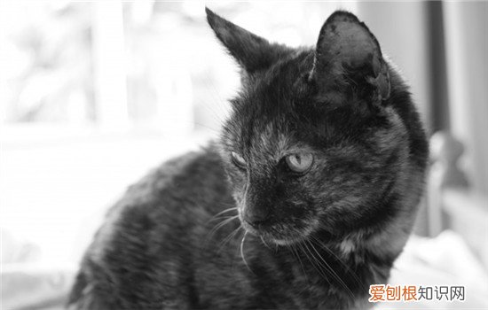 猫打喷嚏什么情况 猫打喷嚏是怎么回事,猫打喷嚏是什么意思,猫打喷嚏是感冒了吗