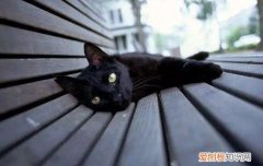 猫多久吐一次毛球算正常 猫多久吐一次毛球正常,猫多久吐毛球正常,猫多久吐一次毛才正常