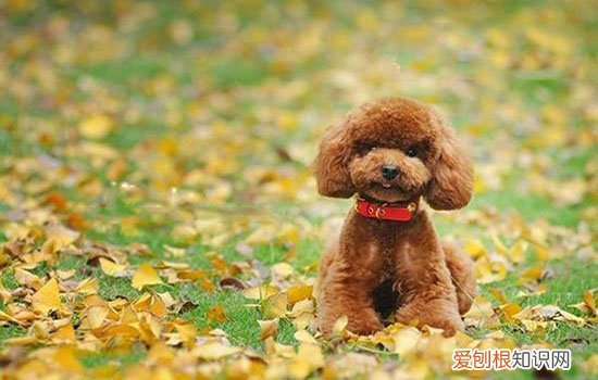 狗狗子宫蓄脓必须手术吗 不想它死尽快摘除子宫!