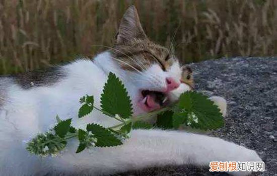 猫应激反应会拉肚子吗 猫应激拉肚子多久能好,猫应激拉稀几天能好,猫应激反应几天能好