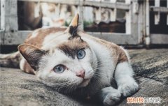 猫占地盘乱尿 猫怎么占地盘,猫撒尿划地盘,猫占地盘的表现