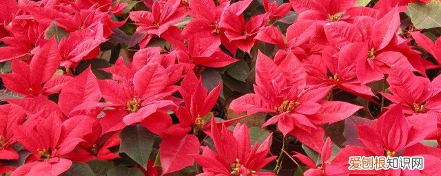 春节门前摆什么花 春节门前适合摆哪种花呢
