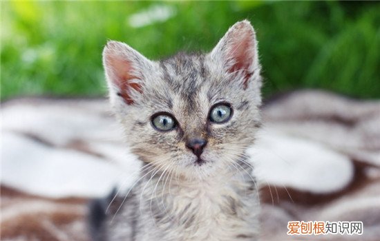 猫人畜共患传染病 人猫共患病,人猫共患病有哪些,人猫共患传染病有哪些
