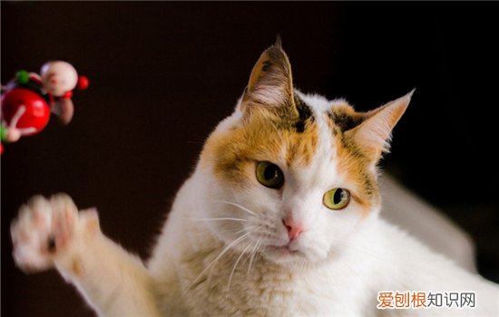 猫人畜共患传染病 人猫共患病,人猫共患病有哪些,人猫共患传染病有哪些