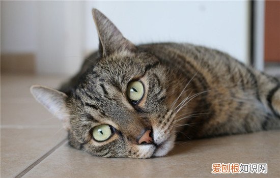 为什么猫的屎尿特别臭,猫尿猫屎为什么那么臭,猫屎为什么超级无敌臭