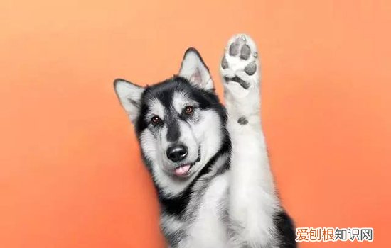 发情期能不能做绝育 不做绝育怎么解决扰民问题