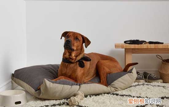 狗狗便秘拉不出来怎么办 狗狗便秘造成的危害