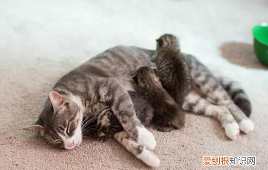 小猫呛奶能自己康复吗,小奶猫呛奶怎么抢救,小奶猫呛奶小猫呛奶怎样急救