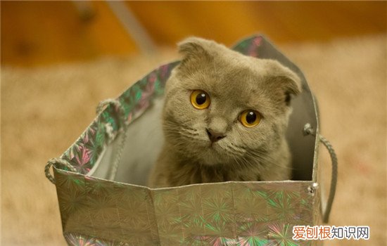 猫咪咕噜叫是什么意思 猫咕噜叫是什么意思,猫咕噜叫是什么原因,猫咕噜叫是怎么回事