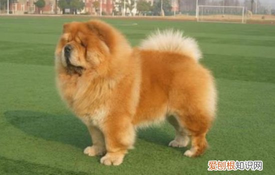 狗狗溢脂性皮炎的症状 该如何治疗