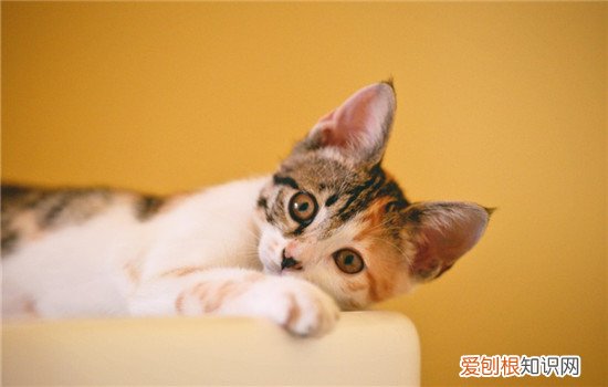 为什么猫不用眨眼睛 为什么猫不眨眼睛,猫是不是不眨眼,猫不眨眼睛是怎么回事