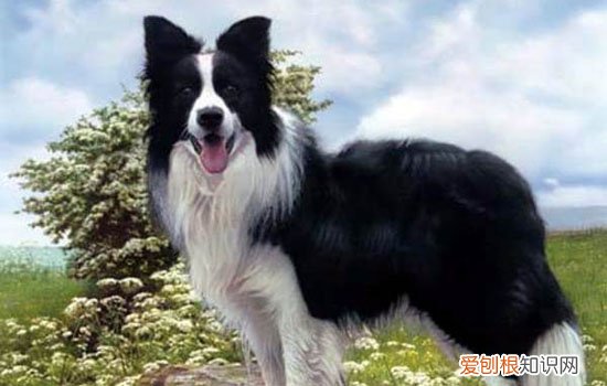 狗狗过敏性皮炎的症状 该用什么药