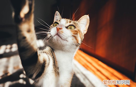 一般猫多长时间洗一次澡合适? 猫多久洗一次澡,猫多久洗一次澡比较好,多久给猫洗一次澡