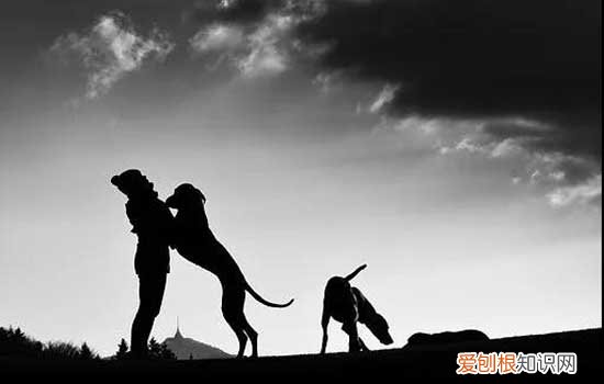 卡斯罗犬怎么挑选 购买卡斯罗犬前要知道这些