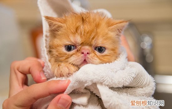 养猫家中怎么消毒 养猫的家庭如何消毒,家里养猫怎么消毒,家里有猫怎么消毒