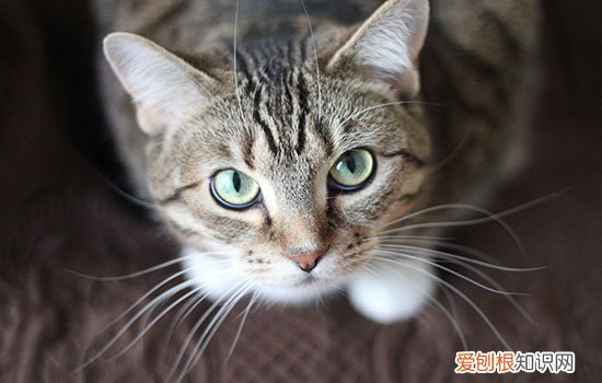 养猫家中怎么消毒 养猫的家庭如何消毒,家里养猫怎么消毒,家里有猫怎么消毒