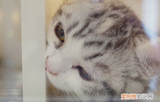 一年的公猫一直叫不吃饭 两个月的土猫不吃食一直叫