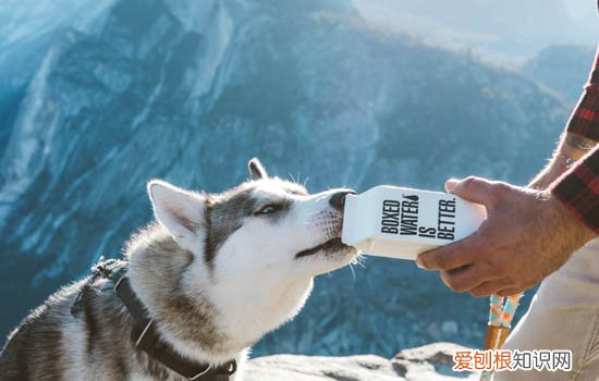 狗消炎能吃阿莫西林吗 狗狗可以吃阿莫西林消炎药吗